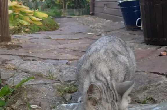 Найдена кошка в Васильево, Казань