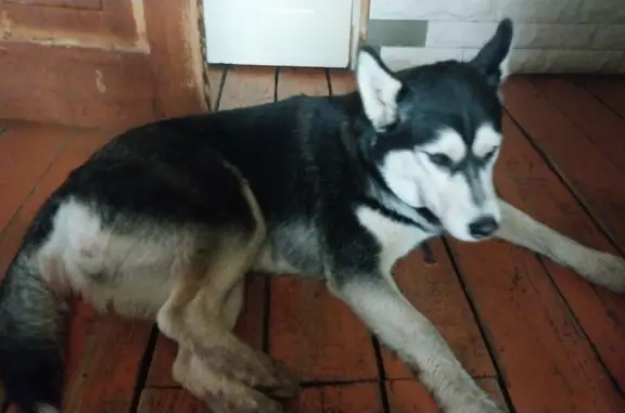Собака хаски с разными глазами найдена на улице Орехово-Зуево