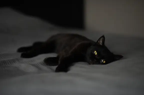 Найдена черная кошка возрастом около года на Сырковском шоссе, 25Б, Великий Новгород