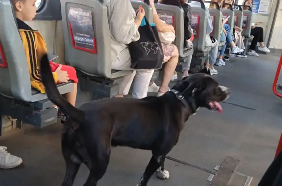 Собака найдена: Одесская улица, 37