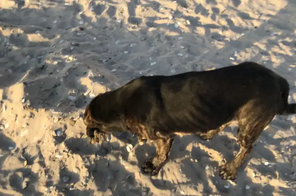 Найдена собака в районе пляжа пансионата Химик