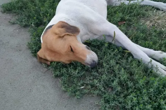 Найдена собака в Афипской, Краснодарский край
