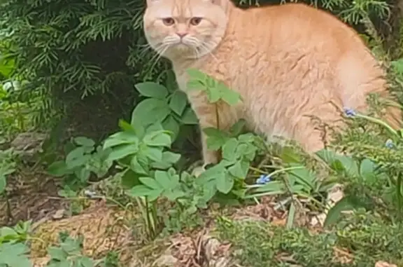 Пропала кошка в Ильичёво, Ленинградская область