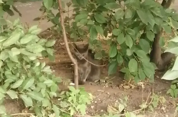 Испуганная кошка на улице Шарикоподшипниковская
