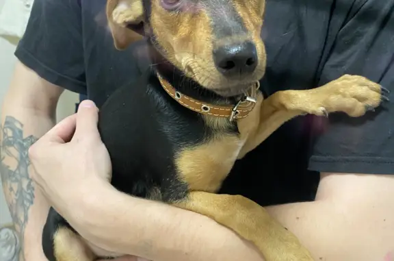 Объявления о пропавших и найденных животных, Калининград, фото: Собака Малыша найдена на Малоярославской ул., 2, Калининград