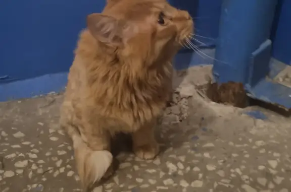 Найдена кошка Рыжий постриженный ухоженный в Сургуте