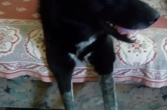 Пропала собака Руди в Екатеринбурге