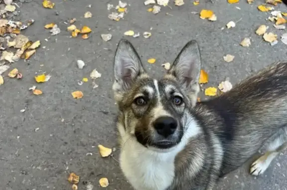Найдена собака в Казани, ищем хозяев!