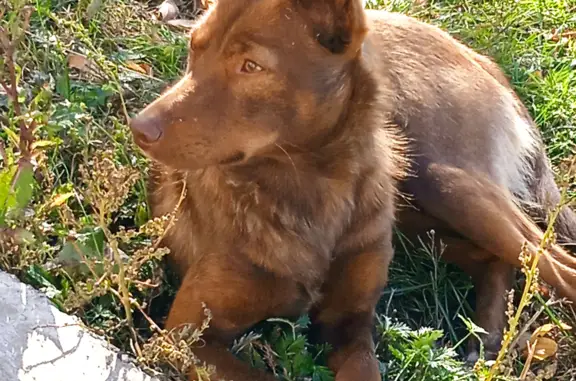 Найдена собака Молодая, темно-рыжая девочка в Бачатском, Кемеровская область