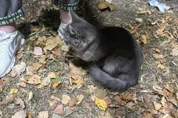 Кошка найдена: Серый котик, Воронежская ул. 41А, Москва