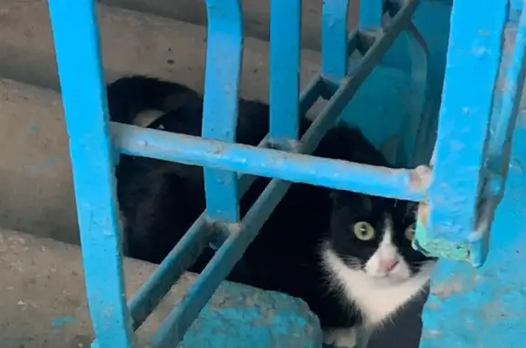 Вислоухая кошка найдена на Российской улице, 108, Уфа