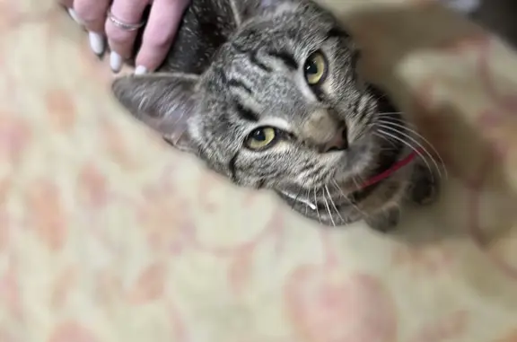 Найден котенок на ул. Киселёва, 18, Псков