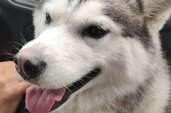 Найдена собака хаски на Копорском тракте