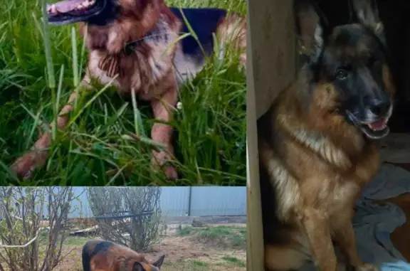 Пропала собака в деревне Савино, Владимирская область