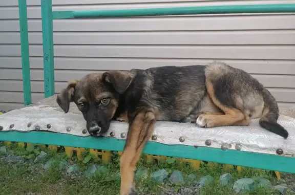 Пропала собака: ул. Урицкого, 9, Ачинск