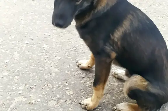 Найден щенок в Йошкар-Оле, ул. Строителей