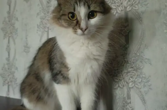 Пропала пушистая кошка в Ростове