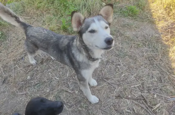 Найдена собака в Верхнесадовском округе, Севастополь