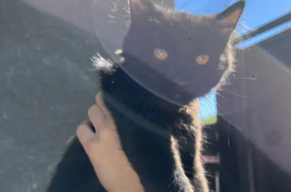 Пропала кошка: Черный котенок с ошейником на Молодёжной улице