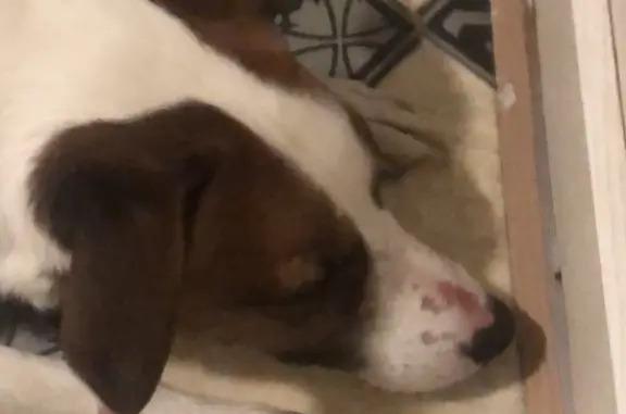 Найдена собака, Московская область, фото: Найдена собака в МО, Парсон Рассел терьер