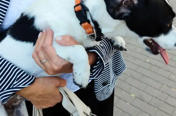 Собака найдена на Текучева 33а, ищем хозяина