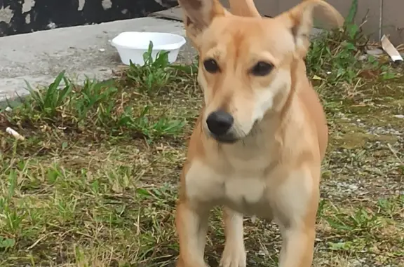 Собака найдена на Лесной улице, Верхняя Пышма