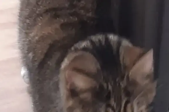 Кошка Метис найдена на ул. Достоевского, 15, Мурманск