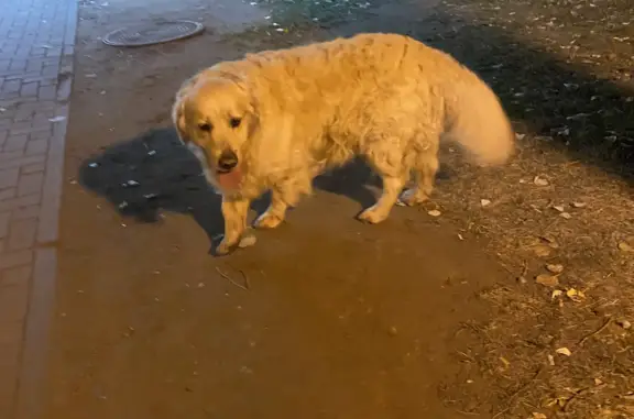 Собака Золотистый ретривер найдена на бульваре Гая, 12, Тольятти