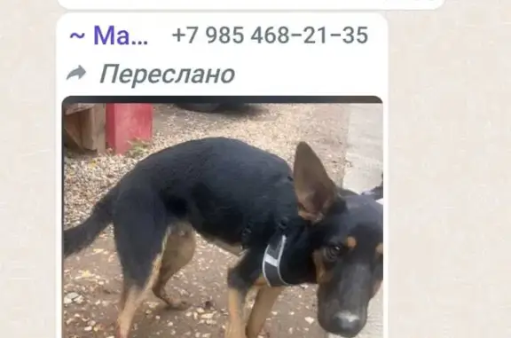 Собака с перебитой лапкой найдена на Липкинском шоссе