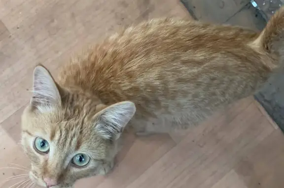 Найден рыжий котенок, ул. Лебедева-Кумача, 73, Саратов