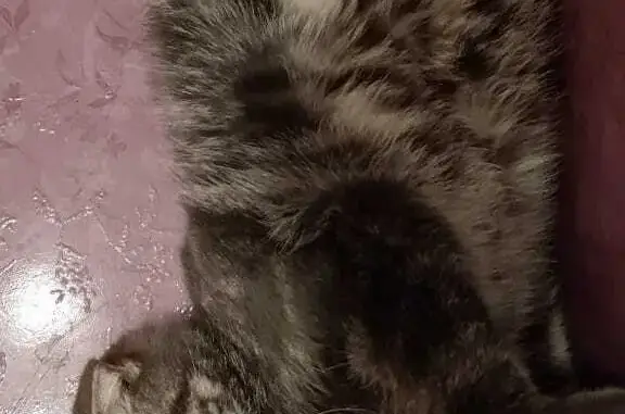 Пропала кошка на автодороге Курган-Звериноголовское