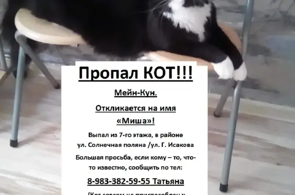 Пропала кошка: ул. Солнечная Поляна, 29, Барнаул