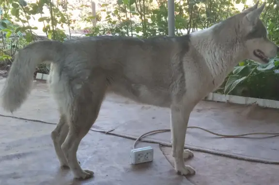 Собака Маламут найдена в Волгоградской области