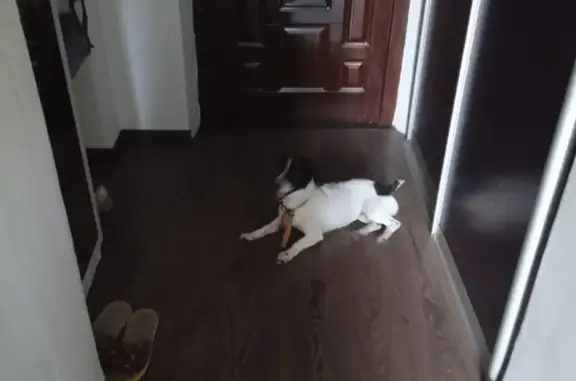 Найдена собака, Ростов-на-Дону, фото: Найдена собака на углу Буденновского и Текучева, Ростов-на-Дону