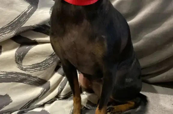 Собаки потеряшки, Москва, фото: Потеряшка собака в Москве