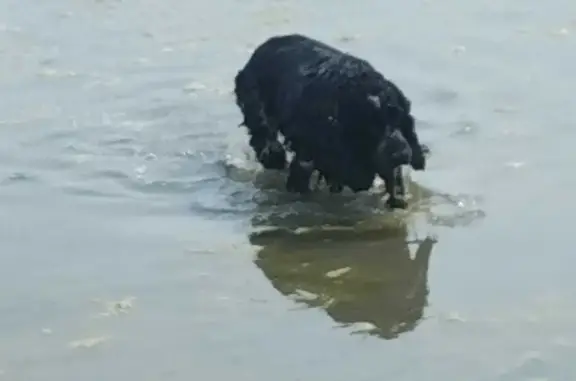 Пропала собака Чёрный с белым порода споныель в Катайске