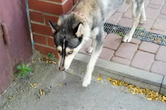 Найдена собака в Ростове-на-Дону, ищем новых хозяев!