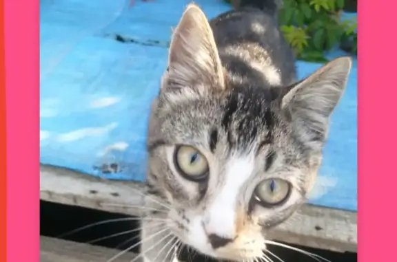 Найдена кошка, Ленинградская область
