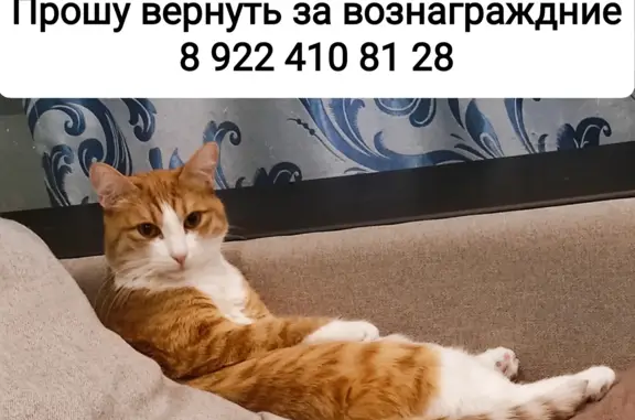 Пропала кошка с балкона, адрес: Советов, 3, Сургут
