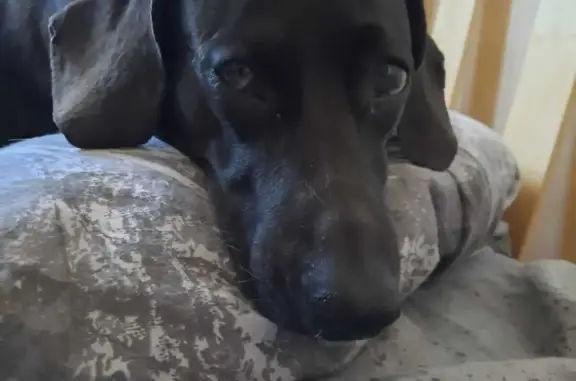 Найдена собака, Ростов-на-Дону, фото: Найдена собака: такса, черного цвета, ул. Зорге, Ростов