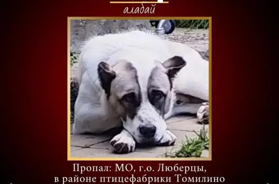 Пропала собака в Томилино, помощь нужна