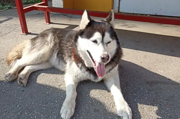 Собака хасхи найдена в районе биофабрики 6, Омск