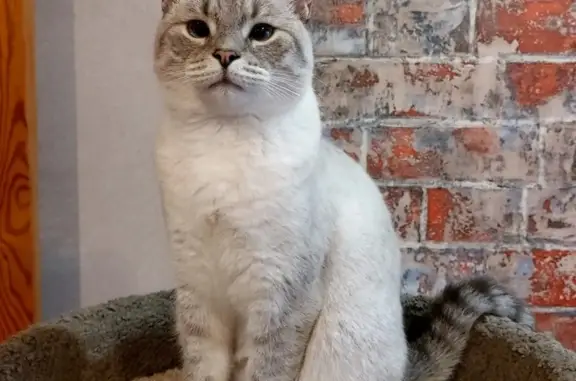 Пропала кошка в Новосёлках, Рязанская область