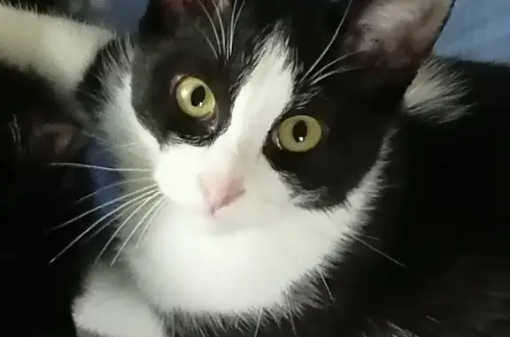Пропала черно-белая кошка Мальчик, адрес: Транспортная ул., 8, Новочеркасск