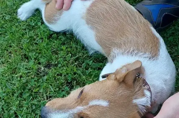 Найдена собака Джек рассел терьер в Туле