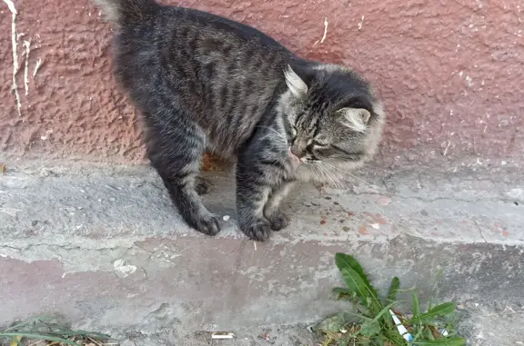 Найдена кошка на Кутузовской ул., 115, Новороссийск