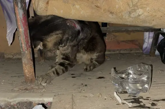 Найден кот с ошейником на ул. Полярная, Хабаровск