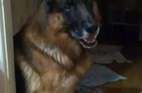 Пропала собака в Владимирской области, помогите найти!