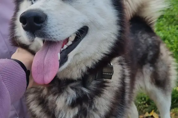 Найдена собака Хаски на ул. Свердлова, Ачинск