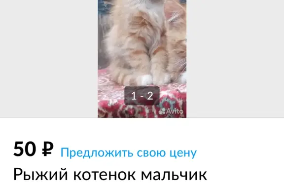 Пропала кошка, рыжий котенок, ул. Бэйге, Казань